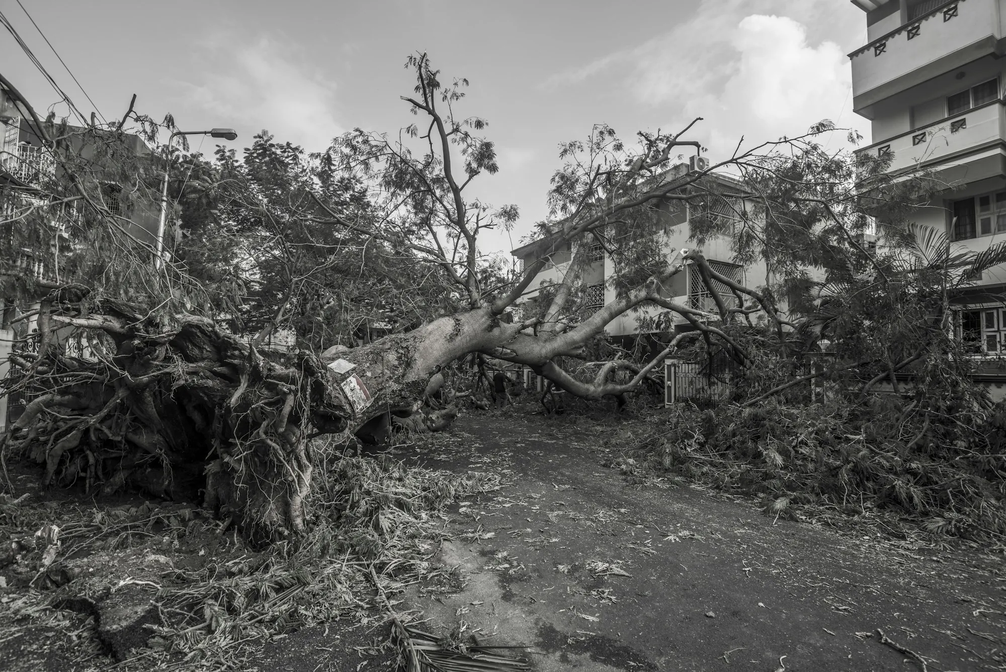Uprooted tree lying across a yard after a storm, in black and white